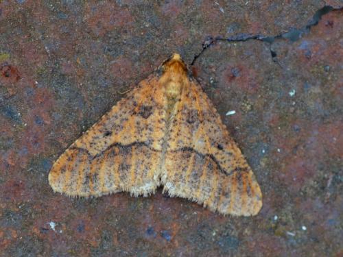 Erannis defoliaria
